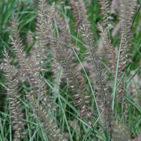 Plant Photo 9