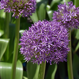 Plant Photo 6