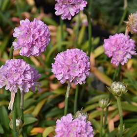 Plant Photo 1