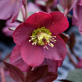 Plant Photo 10