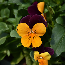 Plant Photo 5