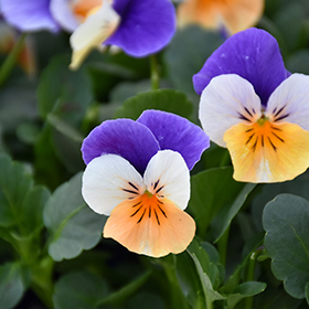 Plant Photo 6