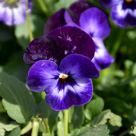 Plant Photo 4